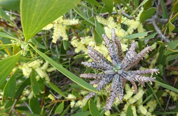 DSC00161a1